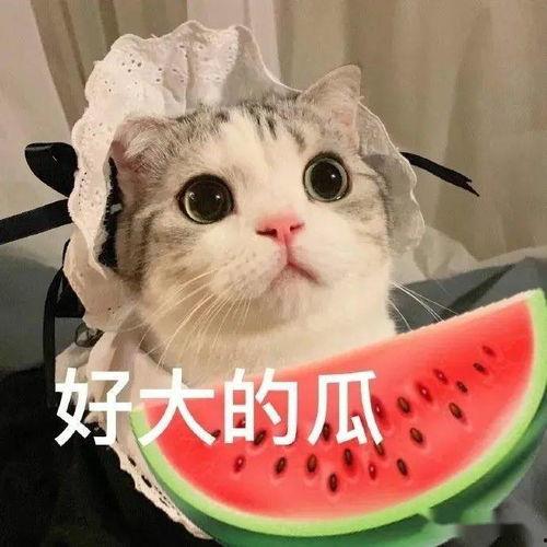 娱乐吃瓜喵栗子,揭秘娱乐圈那些不为人知的幕后故事