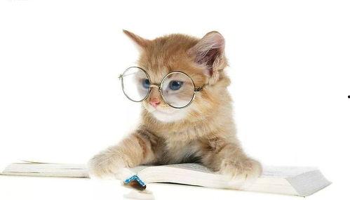 娱乐吃瓜酱猫抱枕