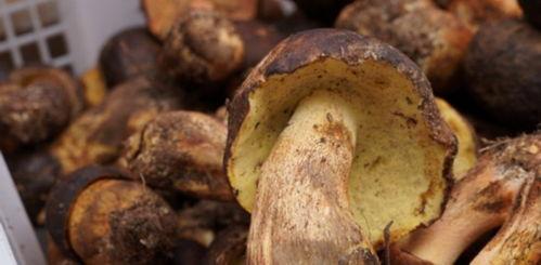 娱乐吃瓜菌中国,揭秘娱乐圈那些不为人知的幕后故事